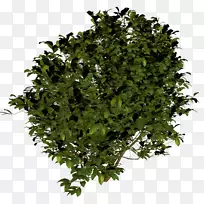 灌木-灌木PNG图像