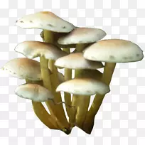 蘑菇剪贴画-蘑菇PNG