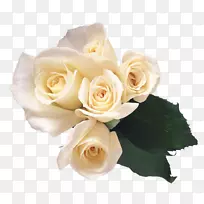 玫瑰花白玫瑰PNG图像