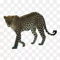 雪豹阿拉伯豹非洲豹猫科-豹PNG HD
