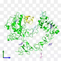 表皮生长因子受体分子ErbB-分子PNG HD