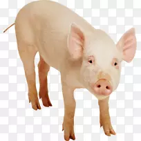 国内猪夹艺术-猪免费下载PNG