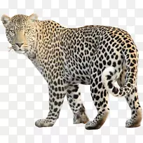 豹美洲豹猎豹剪贴画-豹自由PNG形象