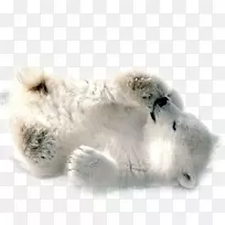 北极熊剪贴画-北极熊图片