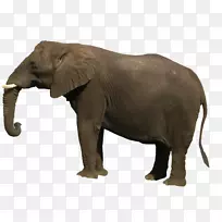 亚洲象剪贴画-象PNG图像