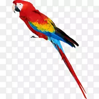 新几内亚真鹦鹉-免费PNG图像