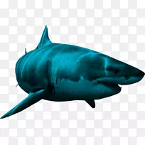 鲨鱼剪贴画-鲨鱼图片
