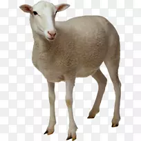 羊剪贴画-羊PNG形象