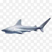 大白鲨红鳍鲨剪贴画-鲨鱼PNG