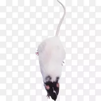 实验大鼠小鼠-小鼠，大鼠png图像