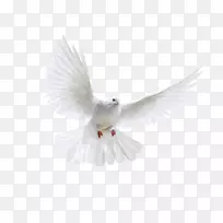 鸟海报-白色飞鸽图片