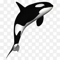 海豚虎鲸黑白鲸下载png