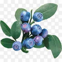 欧洲蓝莓越桔光栅图形.蓝莓PNG
