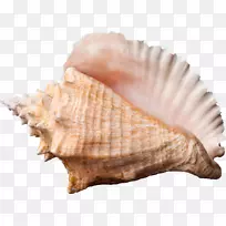 蝇王海螺贝壳壁纸-海螺PNG