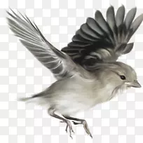 鸟类自然生态剪贴画-麻雀PNG