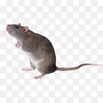 棕色大鼠黑鼠稻田鼠-小鼠，大鼠png图像