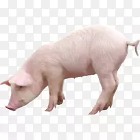 小型猪越南锅腹家畜-猪PNG图像