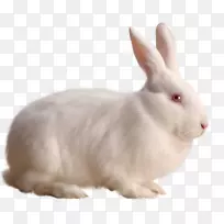 兔剪贴画-白兔PNG图像