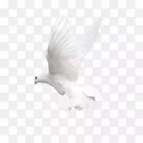 鸟类飞行猫头鹰嘴-白色飞鸽png图像