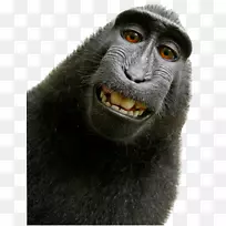 猴自拍照灵长类猴子PNG