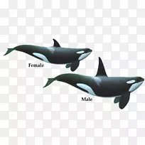 虎鲸齿鲸海豚-虎鲸PNG HD