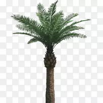 槟榔-棕榈树