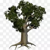 树木剪贴画-树PNG图像