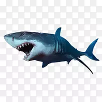 鲨鱼剪贴画-鲨鱼PNG