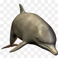 宽吻海豚-海豚png图像