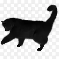 黑猫PNG图像