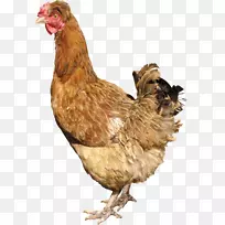 纯白丝绸家禽养殖-鸡PNG形象