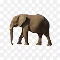 非洲灌木象-象PNG