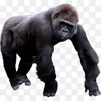 大猩猩黑猩猩-大猩猩PNG