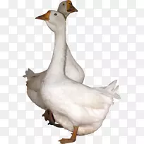 鹅鸭-鹅PNG图像