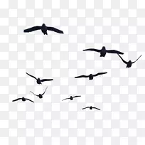 鸟类飞行剪辑艺术-鸟PNG