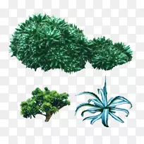 朱砂树耐旱植物图片