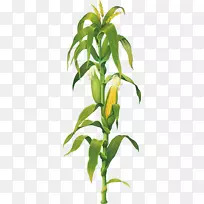 玉米芯上的玉米画植物剪贴画.玉米
