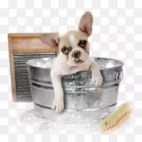 吉娃娃，波美拉尼亚猫狗，洗澡时给宠物狗梳洗。