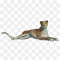 猎豹美洲豹黑豹-创造性地把美洲豹肚子拉出来