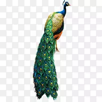 亚洲孔雀鸟夹艺术-孔雀