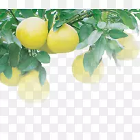 柠檬柚子汁，柚子，柠檬-柚子树，柚子，柑桔，柚子，红柚子