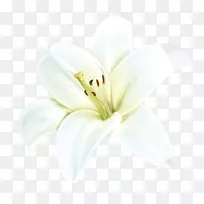白色花瓣切花.手绘百合花装饰