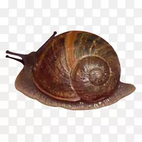 海螺-蜗牛