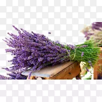英国薰衣草花束薰衣草油壁纸-薰衣草无拘无束