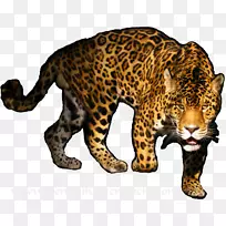 豹孟加拉猫虎豹PNG透明图像