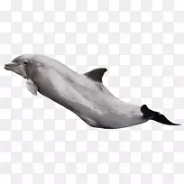 图库西海豚-海豚