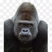 西部大猩猩山地猩猩猿黑猩猩灵长类-大猩猩PNG透明图像