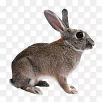 弗拉芒大兔子，家兔，无残忍野兔-兔子