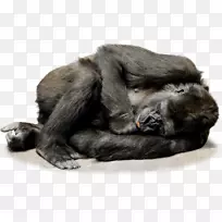 大猩猩猿灵长类黑猩猩猴子-大猩猩PNG档案