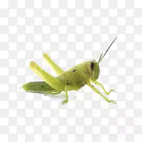 蝗虫-蝗虫PNG透明图像